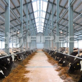 Быстровозводимый ангар для КРС