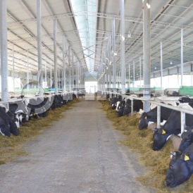 Быстровозводимые фермы для КРС - 6