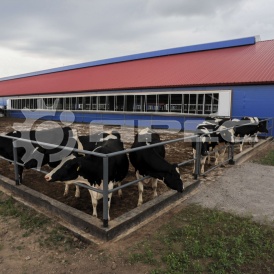 Быстровозводимые фермы для КРС - 2